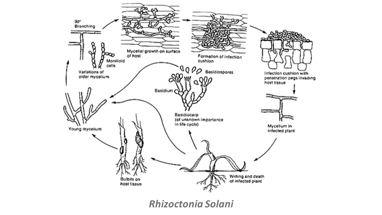 Rhizoctonia Solani