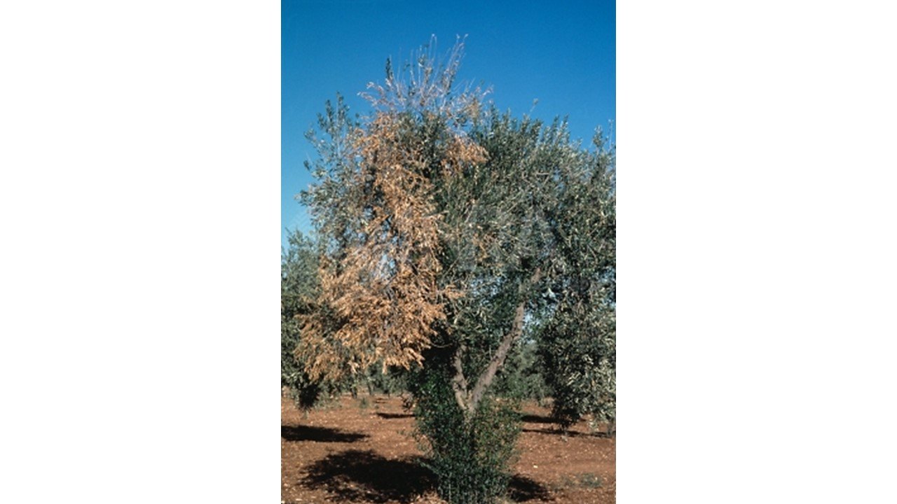 Verticilliose de l'olivier