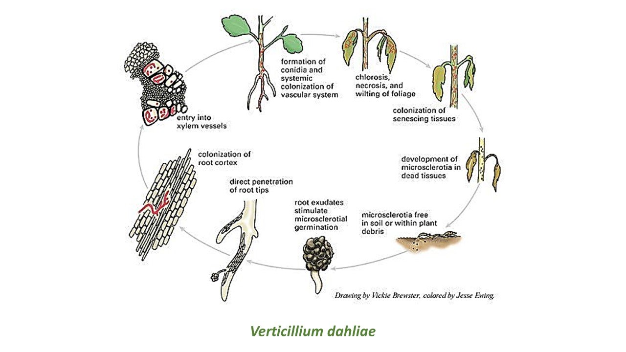 Verticilliose, Fusariose