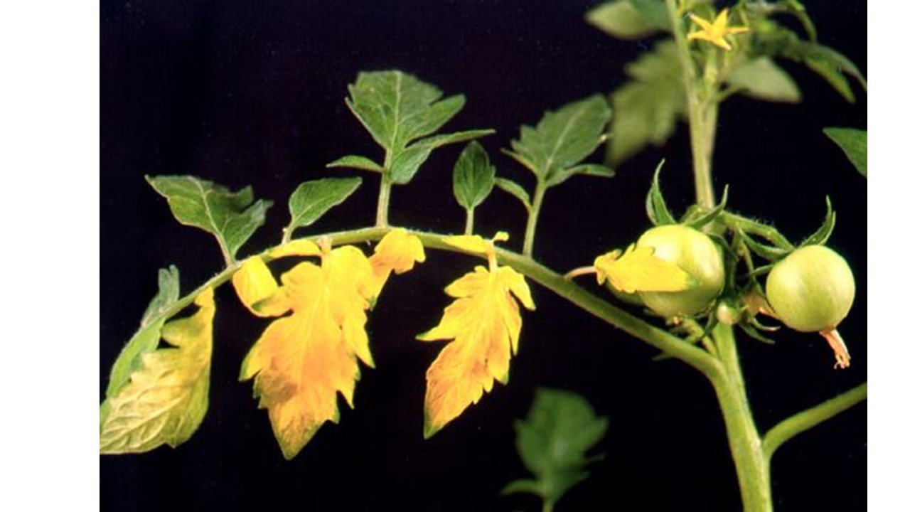 Verticilliose, Fusariose